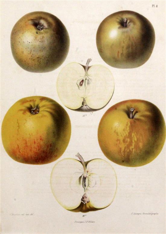 A set of six coloured engraved prints of ducks, and two further prints of fruit (8)